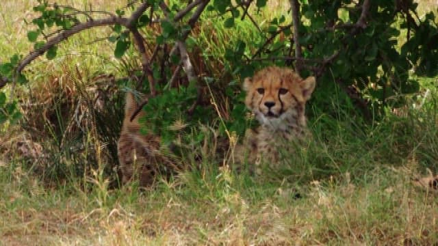 Young Cheetahs Camouflaged in the Grass