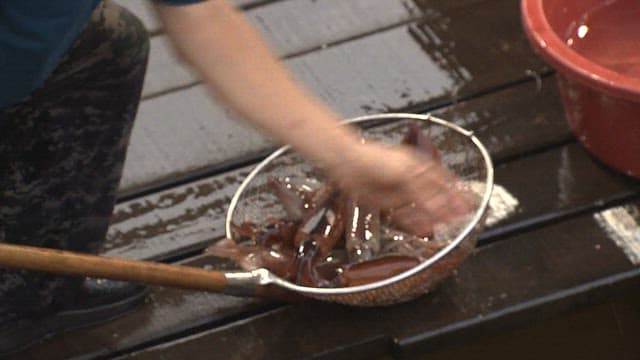 Putting Freshly Caught Squid into a Rubber Basin at a Dock