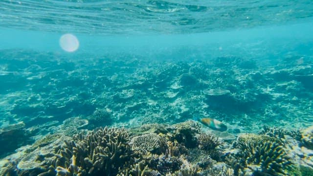 Underwater scene with coral reefs and fish