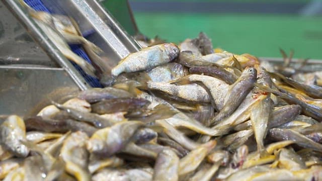 Corvina sorted on a conveyor belt in a food processing factory