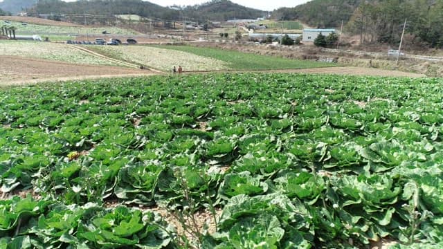 Vast spring cabbage fields under a clear sky