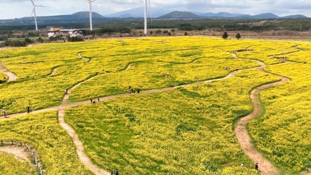 Vast field of yellow flowers with paths