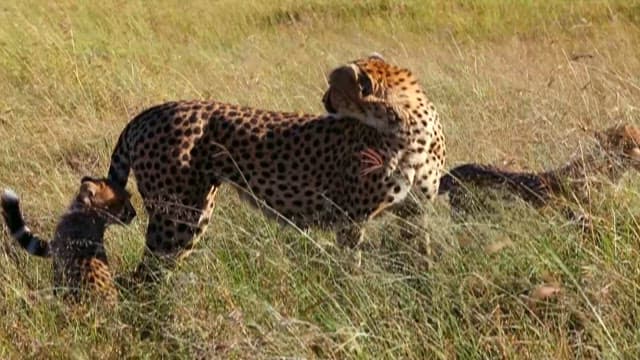 Cheetah and Cubs in the Savanna Grasslands