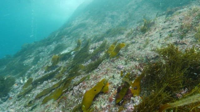 Female diver harvesting oysters from rocks under the sea