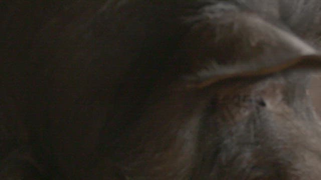 Close-up of a black pig's eyes and ears