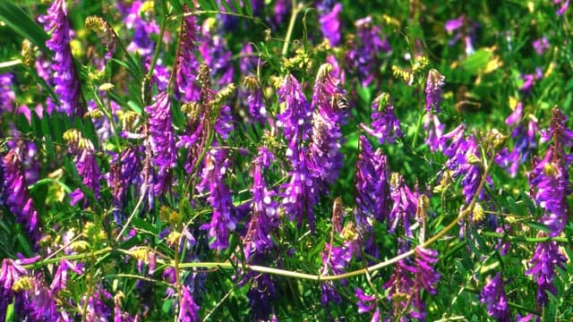 Bee flying over a field of purple wildflowers in full bloom on a sunny day