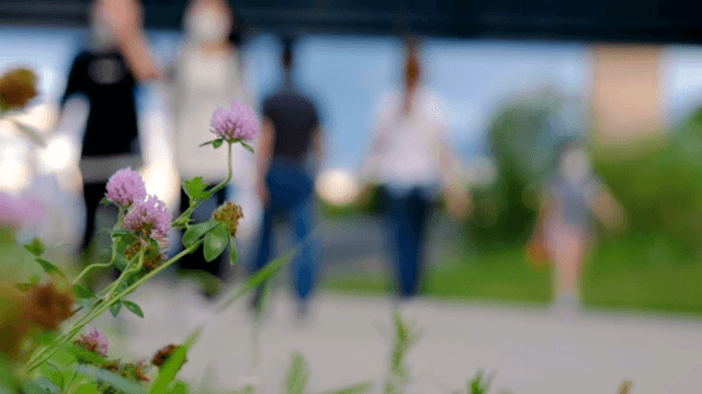 Purple flowers with people walking in the background