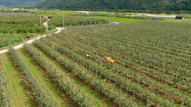 Sprawling apple orchard with workers