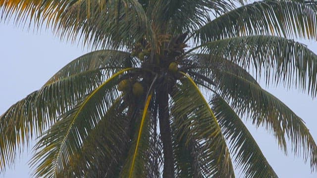 Coconut Palm Tree Against a Cloudy Sky
