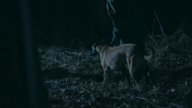 Exploring the Woods at Night with a Dog
