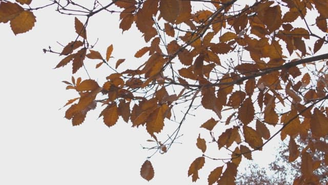 Autumn leaves fluttering on a tree branch during daylight