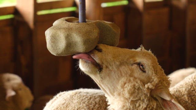 Sheep licking mineral blocks for nutrient intake