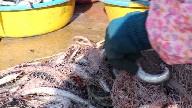 Fisherman separating caught fish from net
