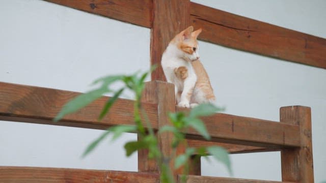 Kitten sitting on a wooden fence