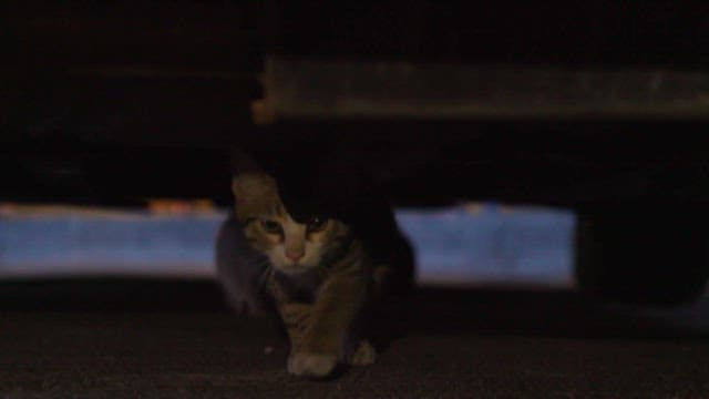 Stray cat hiding under a vehicle