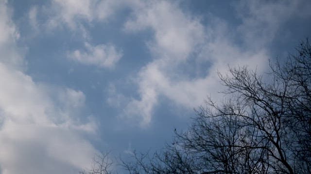 Serene Blue Sky Overlooking Bare Tree Branches