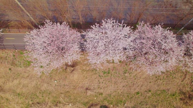 Cherry blossoms lining a quiet road