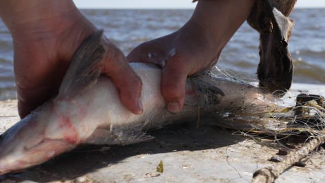 Picking Up Fish from Nets on Riverside
