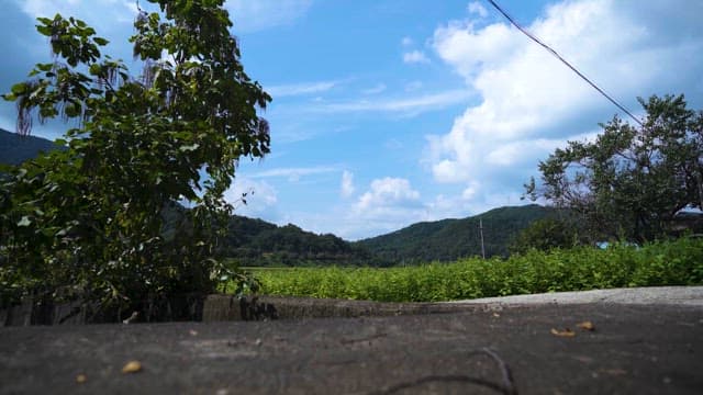 Lush Green Rural Landscape with Clear Sky