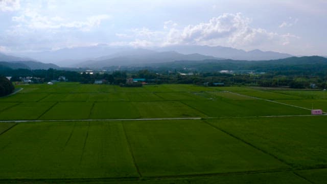 Green Farmland with Crops Growing