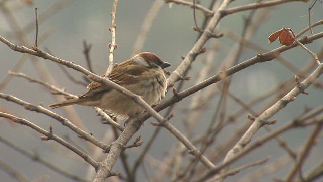 Sparrow perched on a bare tree branch