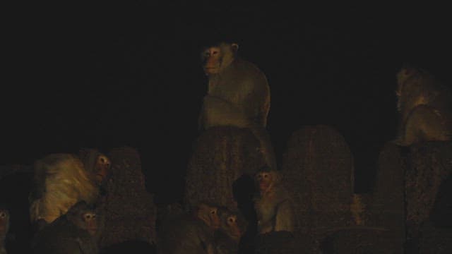 Monkeys Gathering on Ancient Stone Ruins at Night