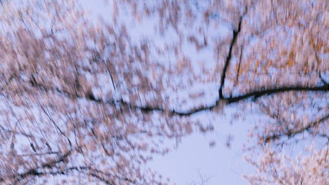 Cherry Blossoms Seen out the Window of a Moving Car
