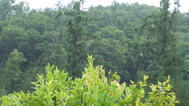 Green forest in the rain on a cloudy afternoon