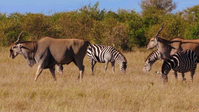 Grazing Zebras and Antelope in the Savannah