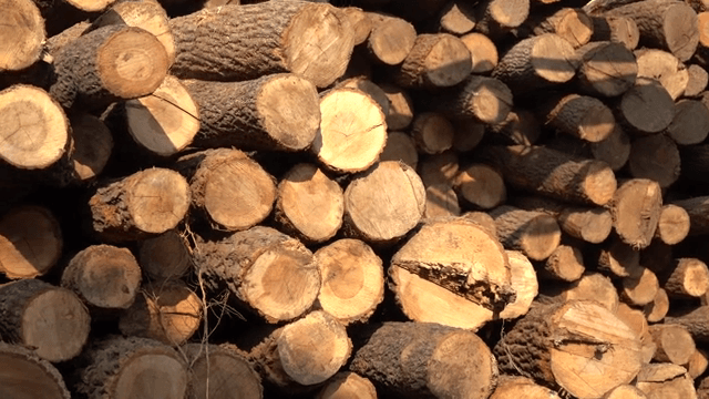 Excavator stacking logs outdoors