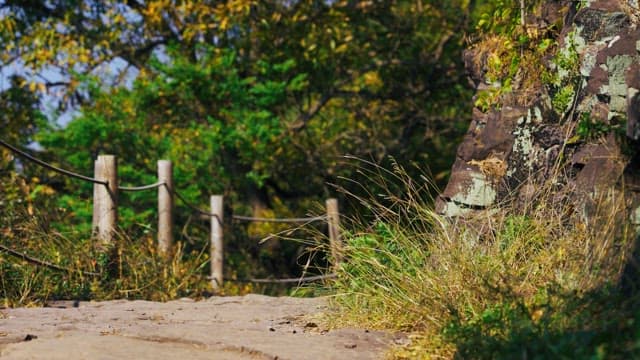 Scenic forest path with a wooden railing