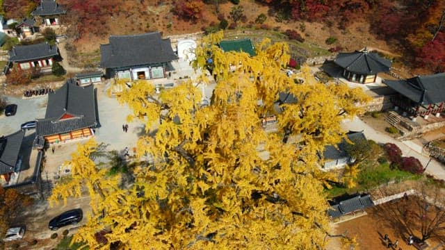 Large yellow ginkgo tree in the quiet temple garden