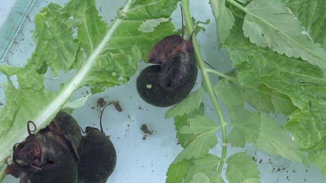 Ampullarius insularus eating lettuce