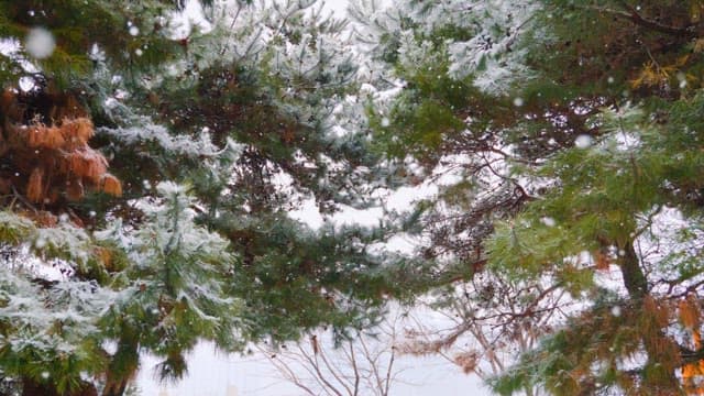 Snow-covered pine trees in a forest