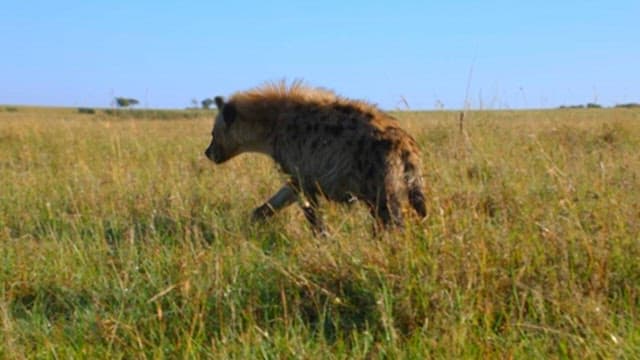 Hyena roaming in the grassland