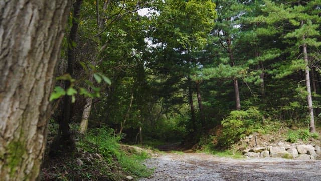 Serene Forest Path with Sunlit Clearing
