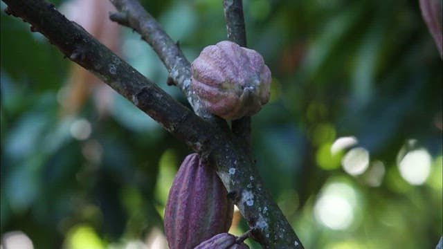 Cacao Pods Hanging on the Tree
