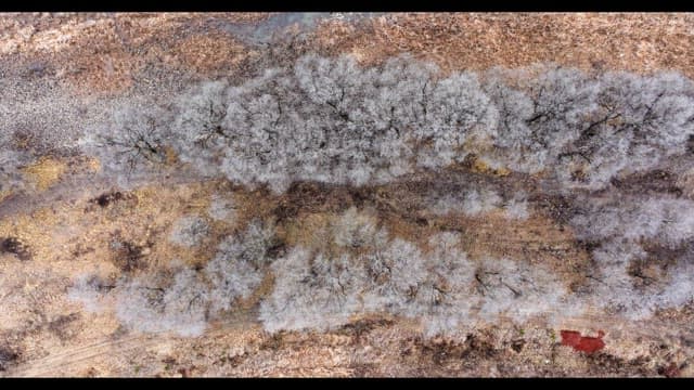 Snow-covered desolate forest full of leafless winter bare trees