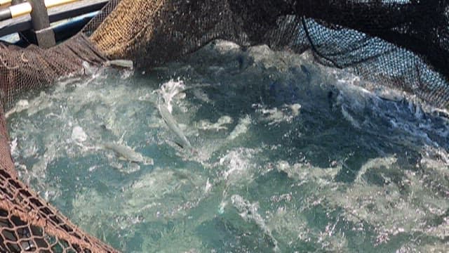Fish Captured in a Net at Sea