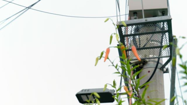 Red ripening plant with a telephone pole in the background