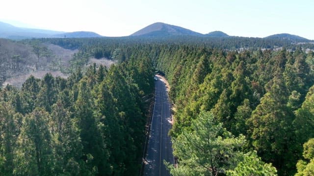 Scenic road through a dense forest