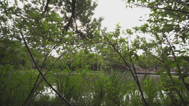 Peaceful lakeside view with greenery