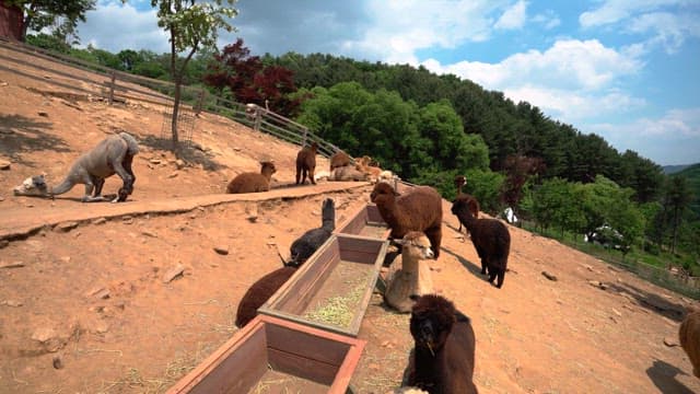 Alpacas grazing and relaxing on a sunny hillside