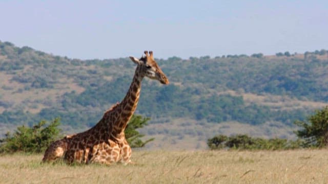Giraffe resting in the savanna