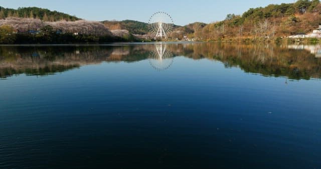 Ferris wheel reflected in the calm lake with cherry blossoms