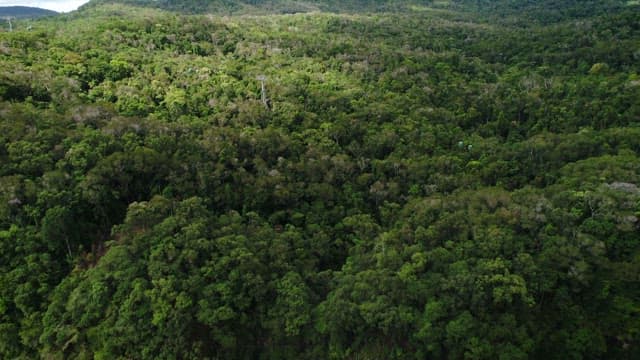 Aerial view of a dense green forest