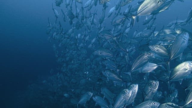 School of Horse Mackerel in the Blue Ocean Depths