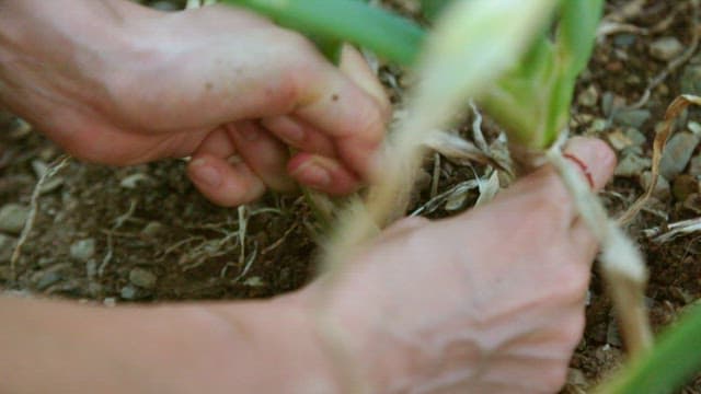 Harvesting root vegetables in the garden