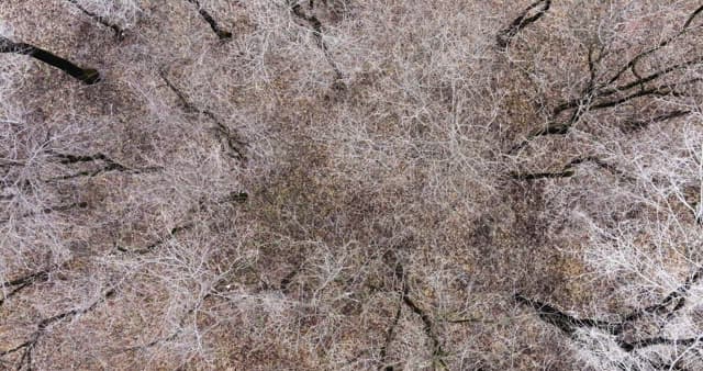 Snow-covered desolate forest full of leafless winter bare trees