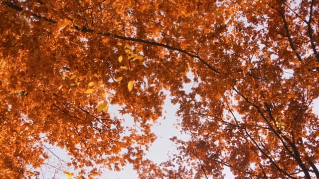 Autumn leaves on trees under clear sky